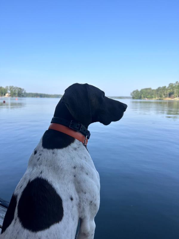 /Images/uploads/Southeast German Shorthaired Pointer Rescue/segspcalendarcontest/entries/31244thumb.jpg